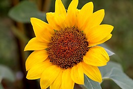 向日葵,黃色,花