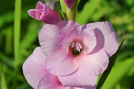 唐菖蒲,gladidus,蝴蝶溫室