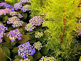植物,春天,關閉