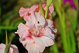 唐菖蒲,gladidus,蝴蝶温室