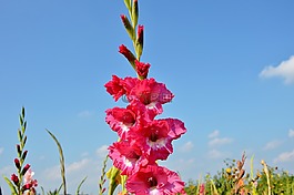 唐菖蒲,gladidus,蝴蝶温室