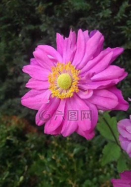 anenome,晚間,花
