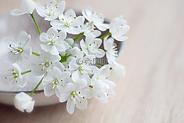 花,鮮花,白
