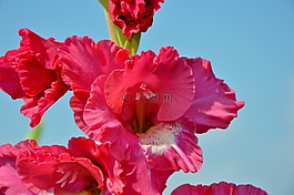 唐菖蒲,gladidus,蝴蝶溫室