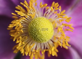 花,自然,植物區(qū)系