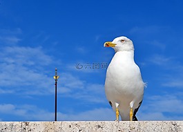 羅馬,夏季,海鷗