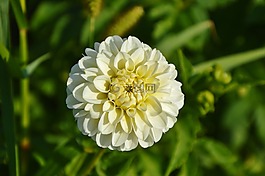 嬌琴紗,大麗花花,花