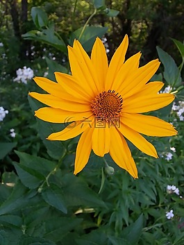 花卉,陽光燦爛,花瓣
