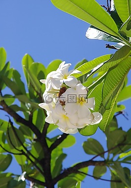 槿,鮮花,海灘