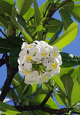 槿,鮮花,海灘