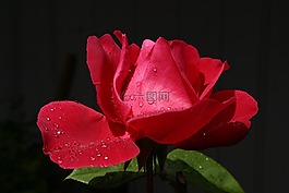 玫瑰,紅玫瑰,紅色
