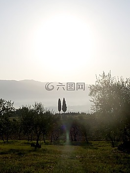 檜樹,托斯卡納,意大利