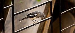 鳥,窗口,坐