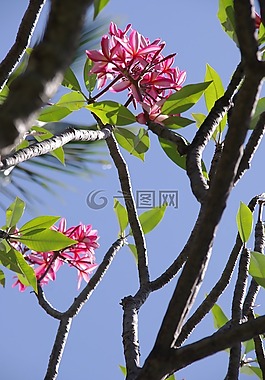槿,鮮花,海灘