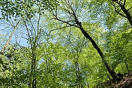 landgrave 峡谷,瓦尔特堡,爱森纳赫