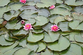 百合,鮮花,綠色