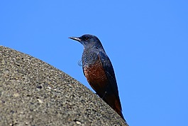 動物,天空,海