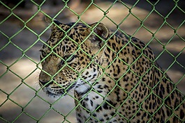 豹,動(dòng)物園,籠