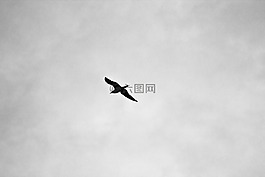 鳥,動物,天空