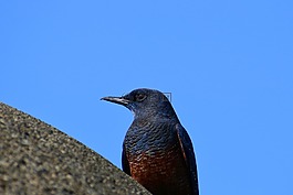 動物,天空,海