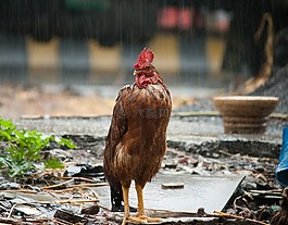 公雞,雨,鳥
