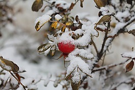 玫瑰果,第一场雪,红色浆果