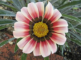非洲菊,沙泰勒censoir,法國(guó)