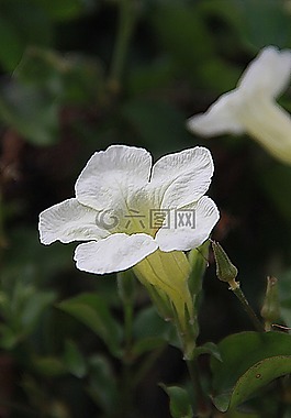 花的,植物,自然