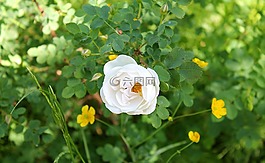 野玫瑰,白玫瑰,花園