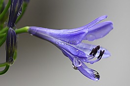 agapanthus,紫色花,花的