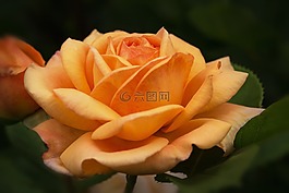 性質(zhì),鮮花,玫瑰