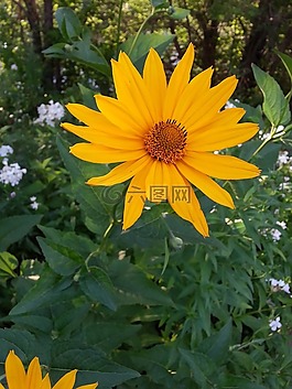 花卉,陽光燦爛,花瓣