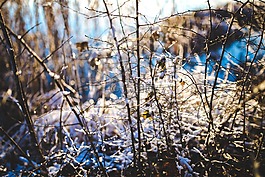 枝杈,雪,自然