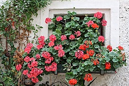 天竺葵,pelargoniums,窗口