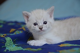 小猫猫,珀蒂,猫科动物