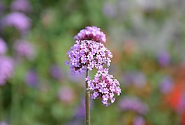鮮花,玫瑰,小