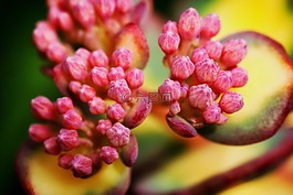 hylotelephium sieboldil,花蕾,特寫