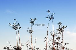 竹,叶,绿色