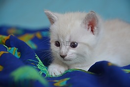 小猫猫,珀蒂,猫科动物