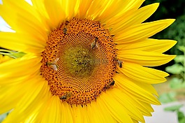 太陽花,花,蜜蜂