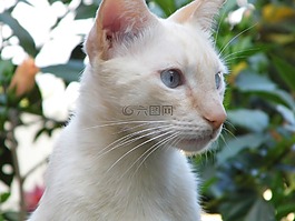 貓,寵物,貓科動物
