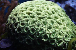 珊瑚,海,水族館