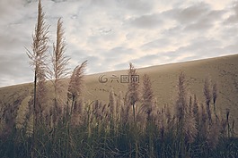 植物,沙,丘陵