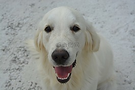金毛獵犬,狗,公司