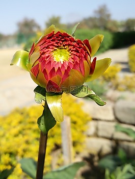花,自然,植物區(qū)系