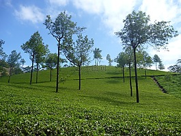 茶园,人工林,景观