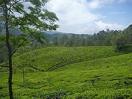 茶园,人工林,景观