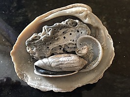 貝殼,假期,夏季