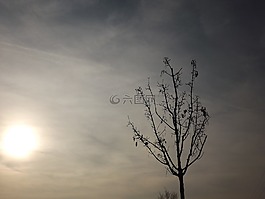 樹,天空,云