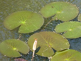 百合港口,蓮花,葉子